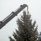 Tegoroczna bożonarodzeniowa choinka dotarła na jaworznicki rynek 1 grudnia 2025 r.