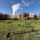 Nowe drzewa na skwerze przy Towarowej