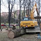 Wycinka drzewa w parku