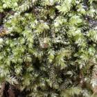 Dwustronek wklęsły