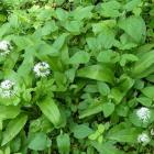 Czosnek niedźwiedzi - Allium ursinum