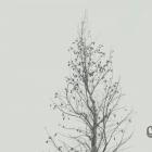 Sadzenie ambrowca amerykańskiego