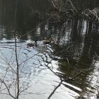 Kaczki krzyżówki, Żabnik, zachodni staw