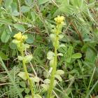 Wilczomlecz porażony przez Aecidium euphorbiae