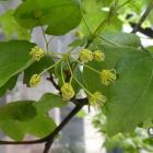 Klon polny – Acer campestre