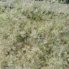 Miłka drobna – Eragrostis minor