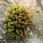 Nastroszek kędzierzawy