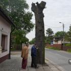 zdjęcie nr 17