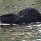 Nutrie w Jaworznie 