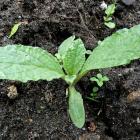 Ogórecznik lekarski