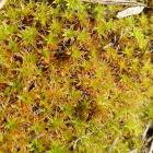 Pędzliczek wiejski, Wapniówka