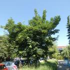 Zdrowy jawor przy Muzeum