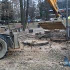 Wycinka drzewa w parku