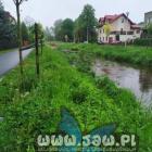 zdjęcie nr 10