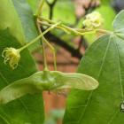 Klon polny – Acer campestre