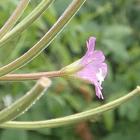 Wierzbownica kosmata