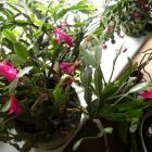 Schlumbergera truncata