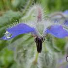 Ogórecznik lekarski