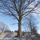 Drugi drzewiasty jawor