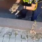 Mały dziki wpadł do niecki. Na ratunek ruszyła straż miejska
Fot. Straż Miejska w...