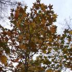 Ambrowiec amerykański