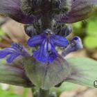 Dąbrówka rozłogowa - Ajuga reptans