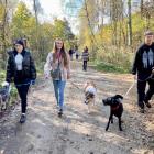 Spacer z psami do adopcji