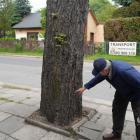Kasztanowce z ul. Szczakowskiej zostaną wycięte