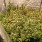 Plantacja konopi w Jaworznie