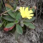 Jastrzębiec kosmaczek