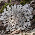 Tarczownica bruzdkowana