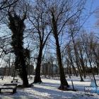 Lipa Grażyna i klon Janusz