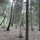 Świerczyna