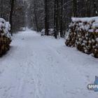 Stosy drzew w lesie na Podłężu