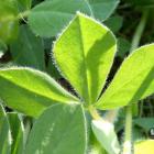 Komonicznik skrzydlatostrąkowy