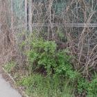 Winobluszcz i śnieguliczka