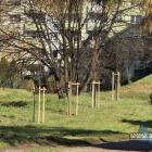 Nowe drzewa na skwerze przy Towarowej