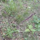 Kruszczyk rdawoczerwony