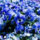 Zuzanna Wolska, Julia Jankowska 