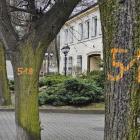 zdjęcie nr 8