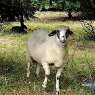 Owce na Sadowej Górze. Fot. Patrycja Koprzak