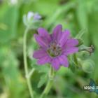 Geranium molle, 2021.06.24 Jaworzno, Bobrowa Górka