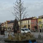 Ambrowiec amerykański na rynku w Jaworznie