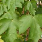 Klon polny – Acer campestre