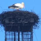 Bocian na kominie Stanisława Bigaja