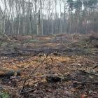 Wycięte drzewa na Osiedlu Stałym. Fot Barbara Ziętek