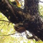 Czyreń jabłoniowo-olszowy