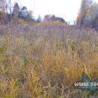 Mokradło przy ulicy Podgórnej
