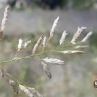 Miłka drobna – Eragrostis minor