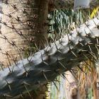 Palma madagaskarska w Krakowie